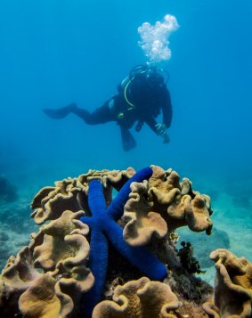 At Green Island, near Cairns.