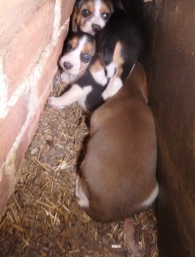 Squalid scenes at this unlicensed puppy factory at Inverell triggered a NSW Parliamentary Inquiry.