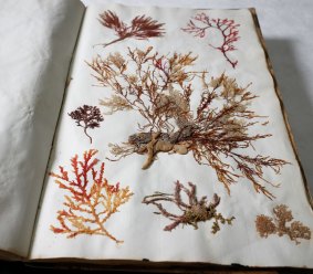 The Port Arthur seaweed album, created by Lady Catherine Frere, is dated 1836.