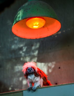 A cotton-top tamarin finds refuge from the cold under heat lamps at Melbourne Zoo.