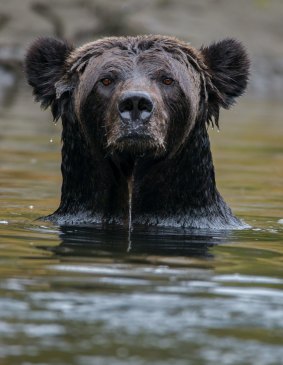 Bears are more active in cooler weather. 