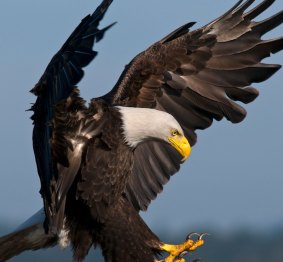 Adult bald eagle.