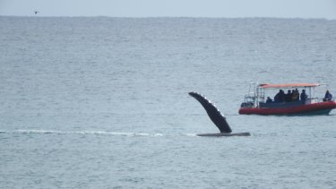 They Were Going Crazy Out There Whales Frolic Off Byron Bay