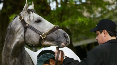 Sire and mighty: Sensational US stallion Tapit.