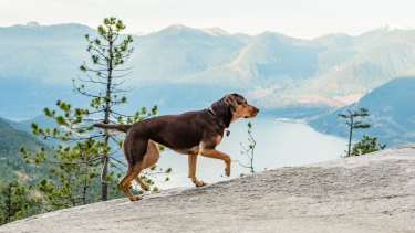 A Dog S Way Home Review Four Legs Good In Corny But Heartfelt Adventure Tail
