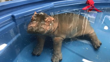 Premature Baby Hippo Fiona Is Growing Up Cincinnati Zoo Says