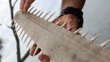 The rostrum, or snout, of a sawfish.