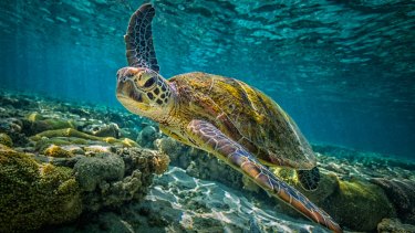 Green turtles have a problem if all offspring turn female, as is already nearly the case at one study site in the northern Great Barrier Reef.