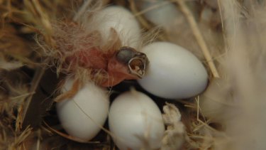 Early hatchlings catch the worm - and then some. 