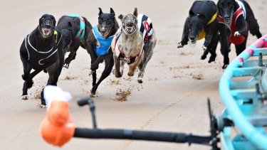 united greyhound racing