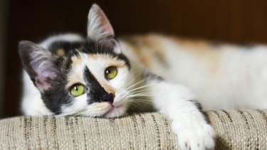 The journey from domestic cat to feral cat can be short.