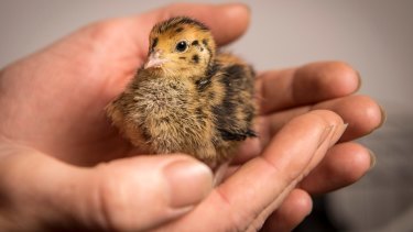Cute and fluffy: One of Kat Lavers' tiny quail chicks born last week. 