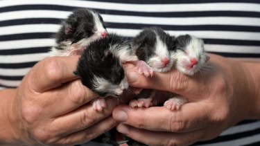 Kittens dumped in takeaway bag in McDonald s restaurant Kittens dumped in takeaway bag in McDonald s restaurant