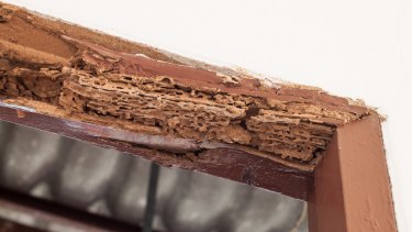 Termites can damage any timber parts of a house.