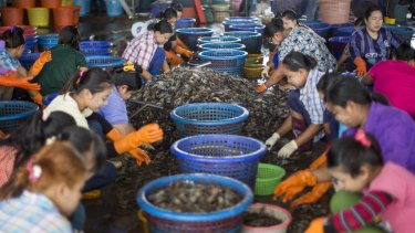 Female workers sort shrimp at a seafood market in Mahachai, Thailand.
