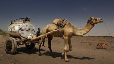 A camel-drawn water cart near Aden, in Yemen, a region usually very short of water.