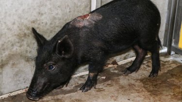A pig photographed during an RSPCA raid in Queensland.