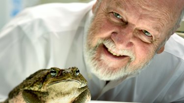 Professor Rick Shine with his cane toad Galadriel in his Sydney University lab.