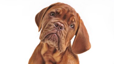 Madonna King Why High Rises Can T Ban Your Dog
