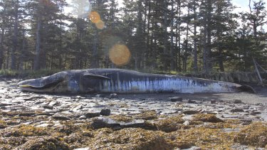 A fin whale carcass on Whale Island, Alaska, in June. 