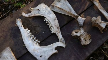 The skeletal remains of a greyhound or greyhounds found in a mass grave on a property in the Hunter Valley. 