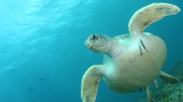 Plastic, string and sharp chips have been found to contribute to the death of a green turtle off Queensland.