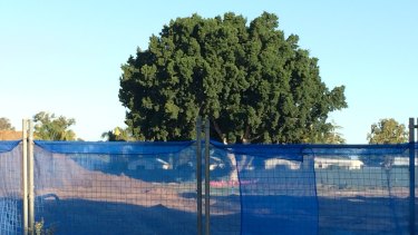 A ficus tree cut down for the Lake Thomas Mews development in Gwelup, which was on the boundary and provided shade for the neighbouring caravan park. 