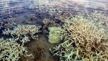 Global warming, with its devastating impacts on coral reefs already being experienced, started earlier than previously thought, researchers have found.