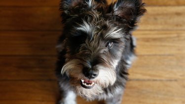 Inside The Barking World Of Dog Dna