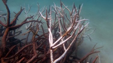Dead and dying staghorn coral on the central Barrier Reef.