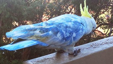 Blue Green Pink And Yellow Cockatoos In Sydney S Eastern Suburbs