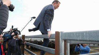 Prime Minister Tony Abbott climbs over the fence during his visit to the Bellevale Homestead Cattle Yard in Yass.