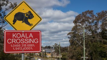 A koala crossing sign stands in front of a new housing development backing directly onto the Cumberland Plain Woodland corridor, a core koala habitat.