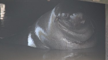 Salvatore the Australian fur seal under his favourite pier in the Maribyrnong River in September 2016.