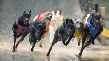 The government will spend $41 million to reform the greyhound industry.