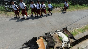 Children walk past dogs killed in a cull.