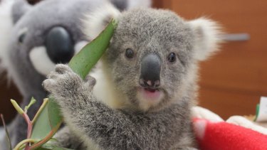 koala imogen fuzzy
