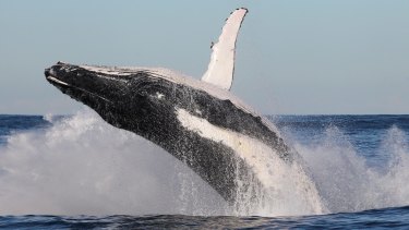  Japan has issued a new justification for continued whaling.