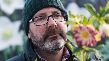 To Helleborus And Back Grower Prepares His Blooms For An