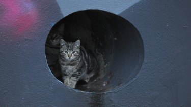 Feral Cats Cover More Of Australia Than The Internet Does