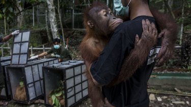 Endangered orangutans in Indonesia continue to lose their habitat as a result of corporate expansion, including approved palm oil concessions on nearly 15 million acres of peatlands in recent years.