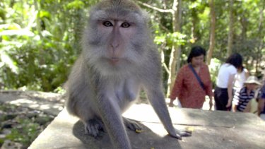 Tame monkeys roam freely at Ubud Monkey Forest in Bali.