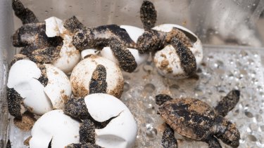 Turtles hatching at the Queensland Museum as part of the World Science Festival 2016 in Brisbane.