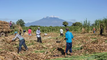 A sugar-cane field in El Salvador. 
