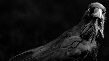 The Genius Of Birds By Jennifer Ackerman How Pigeons Tell A