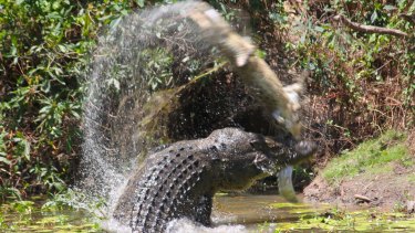 Crocodile fight, Rinyirru (Lakefield) National Park in North Queensland.