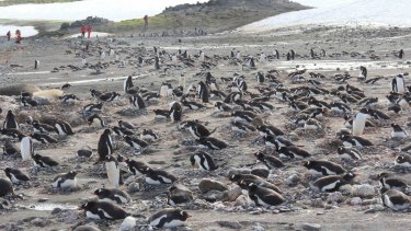 Nesting gentoo penguins are seen during the 2016 Homeward Bound expedition. 