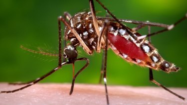 The Aedes aegypti mosquito is responsible for spreading Zika virus. 