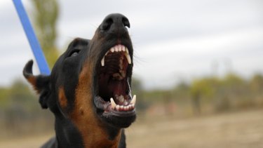 Bystanders Threatened For Breaking Up Dog Fight