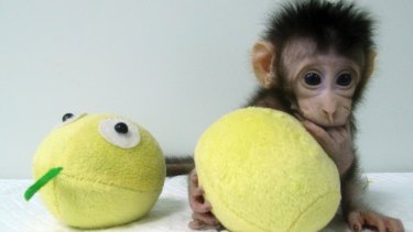 Healthy baby: Cloned monkey Hua Hua. 